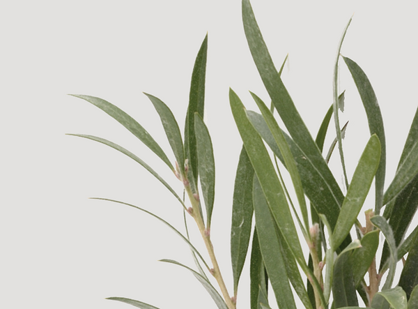 Tea Tree Leaf Extract