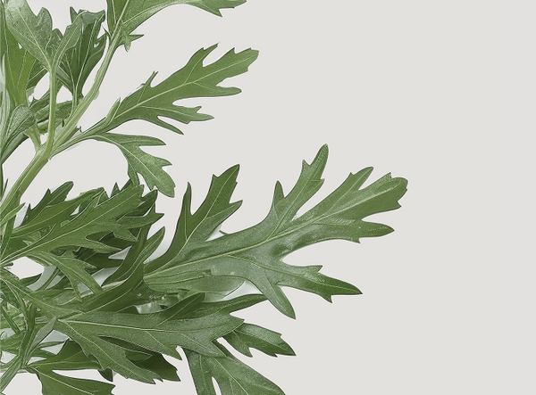 Artemisia Annua Extract