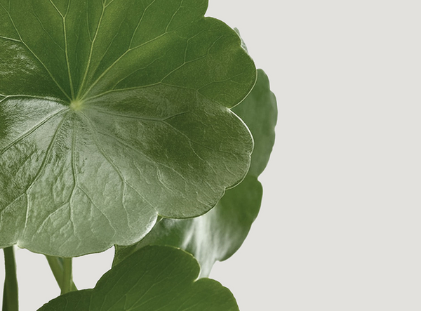 Centella Asiatica