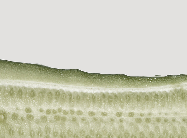 Cucumber Extract