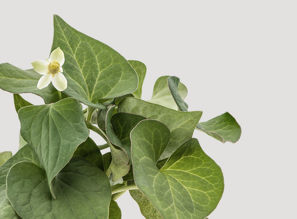 Fish Mint Extract