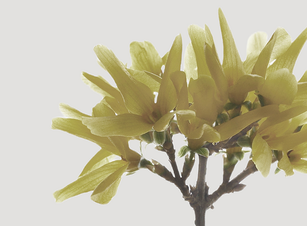 Witch Hazel
